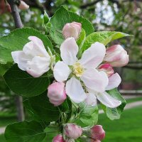 Цвет яблони :: Nina Yudicheva