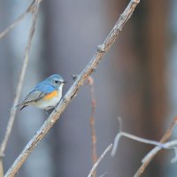 Синяя птица... Она существует! :: Владилен Панченко