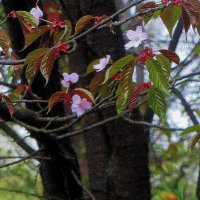 .. редкие цветы сакуры в японском саду.. 26 апреля 2024 года.. :: galalog galalog