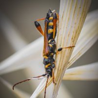 Жук усач(Stenopterus rufus syriacus). :: Александр Григорьев