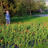 В нашем парке распускаются тюльпаны. :: Татьяна Помогалова