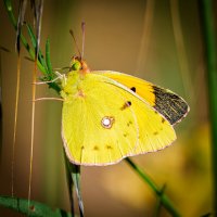 Желтушка шафрановая (лат. Colias croceus) :: Александр Григорьев