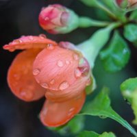 Айва в цвету после дождя :: Елена Рудкевич