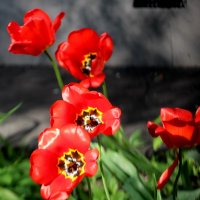 Апрельские тюльпаны :: Александр Чеботарь