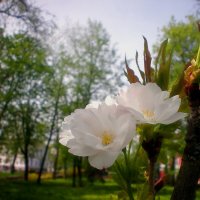 Весеннее цветение :: Роман Савоцкий
