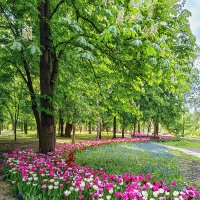 В парках городских тюльпаны расцвели :: Игорь Сарапулов