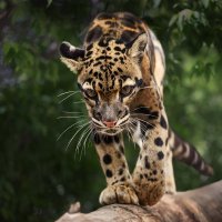 Дымчатый леопард :: SanSan 