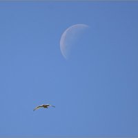 СлуЧайкное фото Луны :: Сеня Белгородский