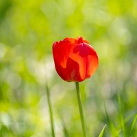 Одинокий красный тюльпан :: Александр Синдерёв