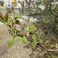 Пробуждение природы :: Галина Минчук