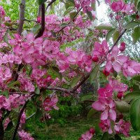.. яблоня в цвету-весны творенье! :: galalog galalog