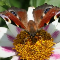Павлиний глаз Бабочки / Butterfliesу  у меня на Даче... :: "The Natural World" Александер