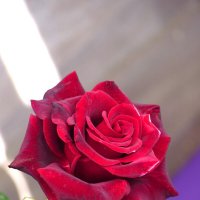 Мир цветов бархатная роза :: Валентин Семчишин
