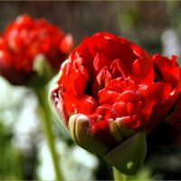 Праздник тюльпанов. :: Лариса С.