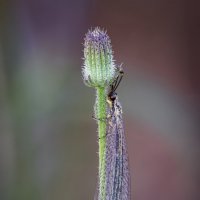 Муравьиный лев (Myrmeleontidae). :: Александр Григорьев