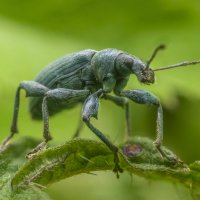 phyllobius pomaceus :: Алексей Жариков