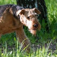 "Не ходи за мной, не следи! Не люблю я этого!" :: Владимир Безбородов