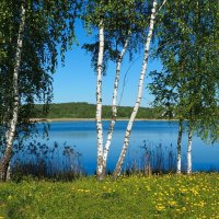 Весенний пейзаж с берёзами. :: Милешкин Владимир Алексеевич 