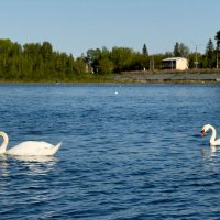 Два белых лебедя... :: Сергей Адигамов