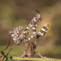 Богомол.Нимфа Blepharopsis mendica. :: Александр Григорьев