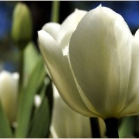 Праздник тюльпанов. :: Лариса С.