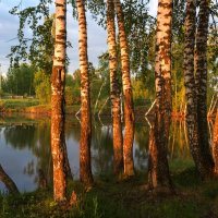 Березки. :: Владимир Безбородов