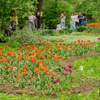 Фестиваль тюльпанов :: Ирина Соловьёва