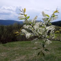 Торжество цветения. :: Вера Литвинова