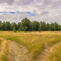 Дубовый лес на Клязьме. :: Андрей Андрианов