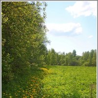 Лесная поляна :: Владимир Попов