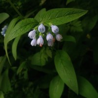 Цветы у моего подъезда (много со сломанной ногой не увидишь) :: Андрей Лукьянов