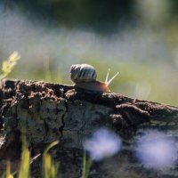 Летним утром во дворе. :: Анатолий Щербак