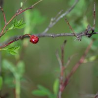 Старенькая ягодка и молоденький листик :: Yura Prokhor