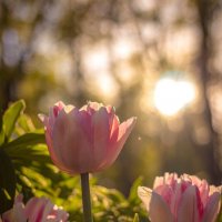 Розовые тюльпаны :: Анастасия Белякова