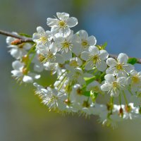 Весенние зарисовки :: Константин Анисимов