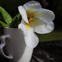 Белый нежный тюльпан.. :: Татьян@ Ивановна