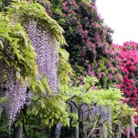 Botanische Gärten von Schloss "Trauttmansdorff" in Meran / Südtirol - Italien :: "The Natural World" Александер