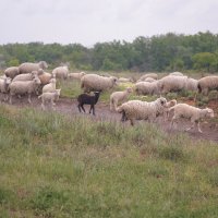 На пастбище :: Валентина Филатова