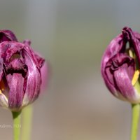 Увядающие тюльпаны :: Александр Синдерёв