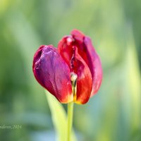 Красный тюльпан в конце цветения :: Александр Синдерёв