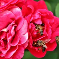 Пчёлки решили устроить себе улей в розовом цветке. :: Восковых Анна Васильевна 