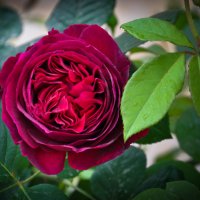 Прекрасная роза с завораживающим ароматом :: Андрей ТOMА©