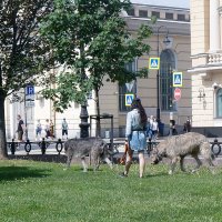 дама с собачками :: zavitok *