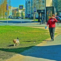 Июнь..Собачка тоже любит зеленую травку! :: Владимир 