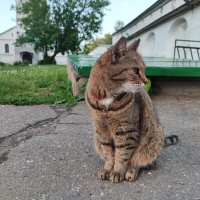 Кошка :: Денис Бочкарёв