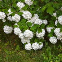 Пышное цветение бульдонежа :: Светлана 