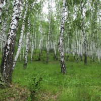 Лес после весны :: Влад Платов