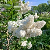 Аллея сирени в Александровском парке. :: Лия ☼