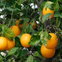 Апельсины. :: Валерьян 