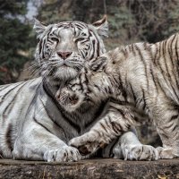 Тигры :: SanSan 